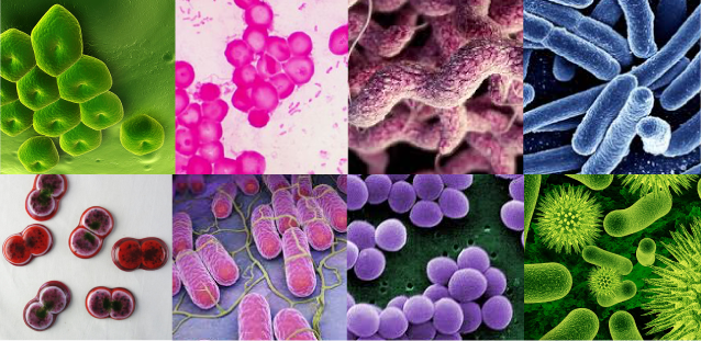 Microbiome analysis and confocal microscopy of used kitchen sponges reveal  massive colonization by Acinetobacter, Moraxella and Chryseobacterium  species